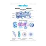 Amoeba Chart